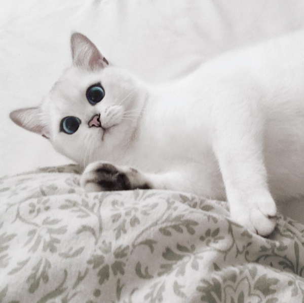 MENARIK! Gambar Kucing Diiktiraf Paling Cantik Di Dunia Cetus Daya Tarikan MENARIK! Gambar Kucing Diiktiraf Paling Cantik Di Dunia Cetus Daya Tarikan