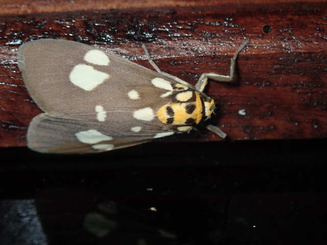 Cyme septemmaculata Cyme septemmaculata