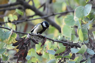 Mallerenga carbonera (Parus major)