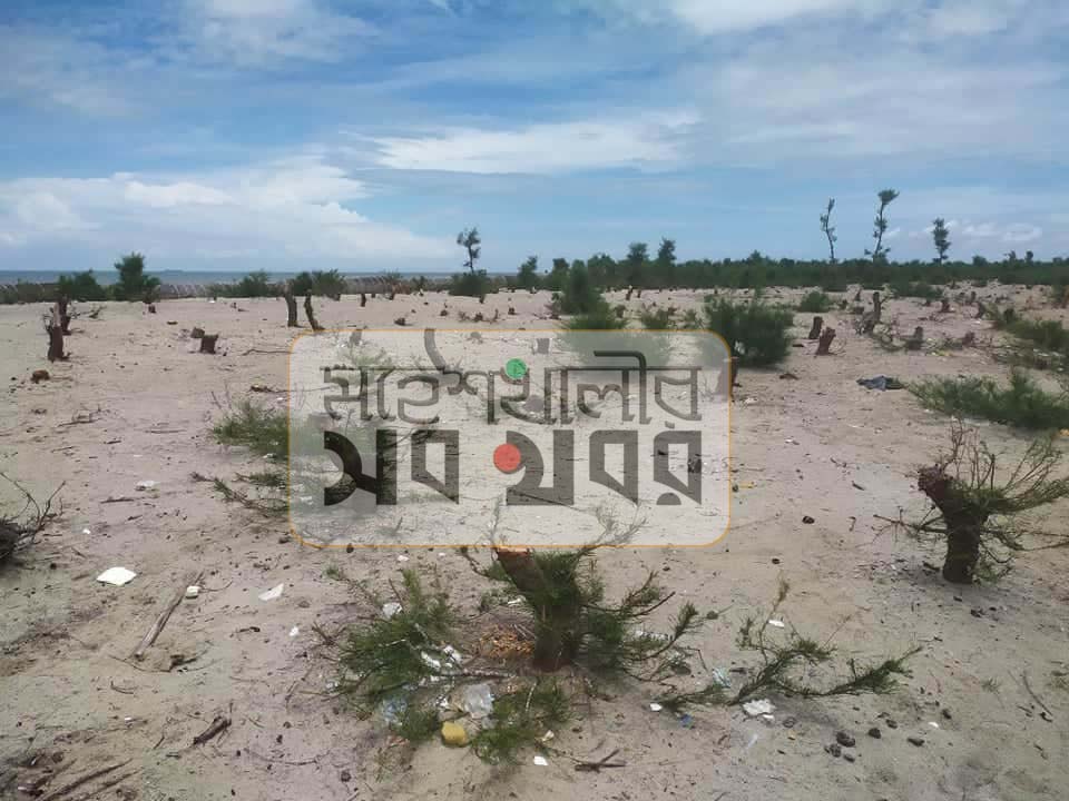 উজাড় হচ্ছে ধলঘাটার হাঁসের চরের ঝাউ বাগান :: উজাড় হচ্ছে ধলঘাটার হাঁসের চরের ঝাউ বাগান ::