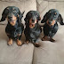 15 Reasons Why You Should Never, EVER Own Dachshunds