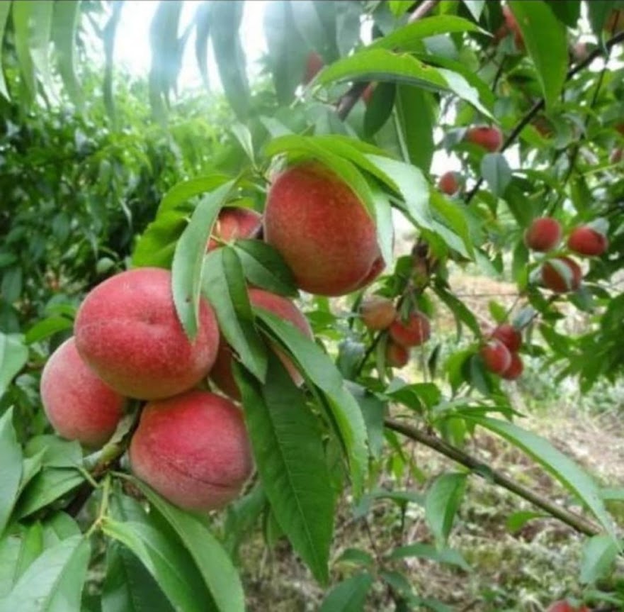 Promo Bibit buah persik bibit tanaman buah persik DELIFMART Jawa Barat