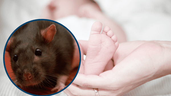 Hospital entrega rata muerta a padres en lugar del cuerpo de su pequeño bebé