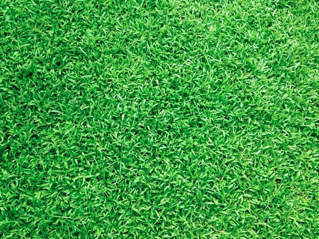 Best Quality Artificial Grass Carpet - Home Decor In Lokenath Mandir,  Chinar Park, Rajarhat, Kolkata - Decor Sense | Home Decor and Furnishings  In Chinar Park Rajarhat Kolkata
