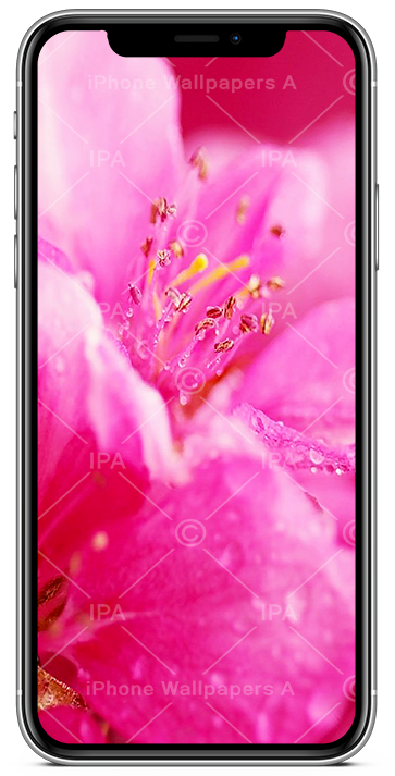 Flower Wallpapers iPhone