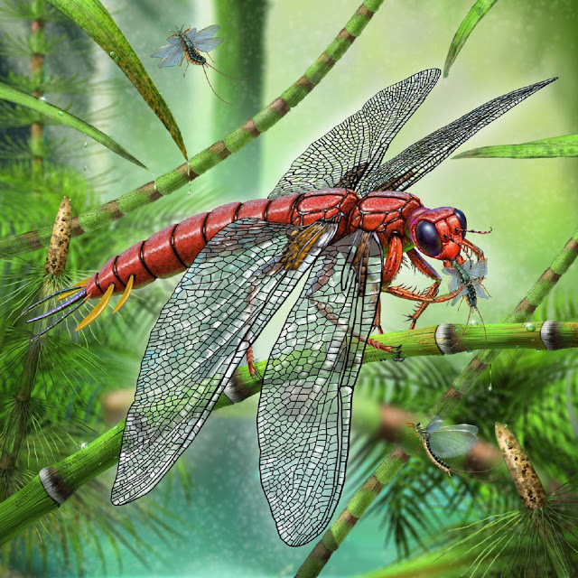 Meganeura, prehistoric dragonfly