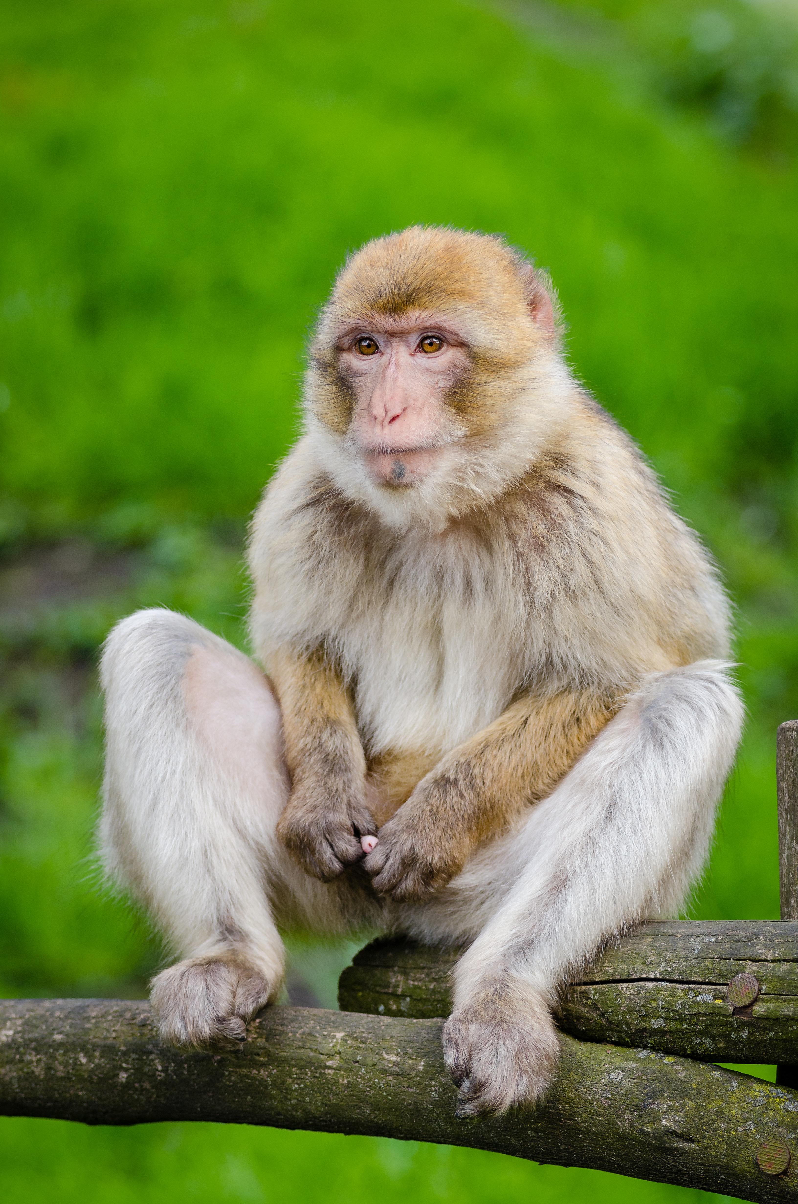 Rhesus Monkey-saveforforest