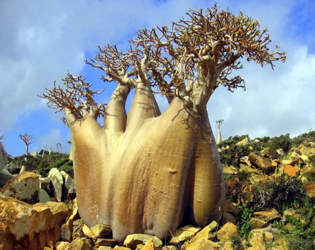 Pulau Socotra Yemen, Pulau yang Didakwa Tempat Dajjal Dirantai