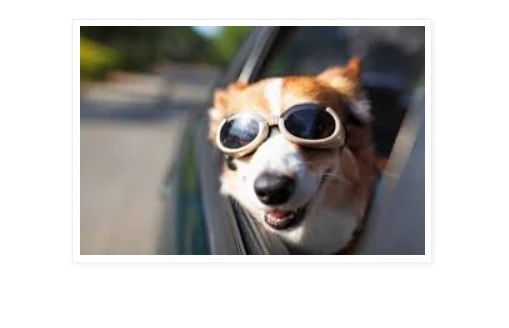 Mascota viajando en Automóvil