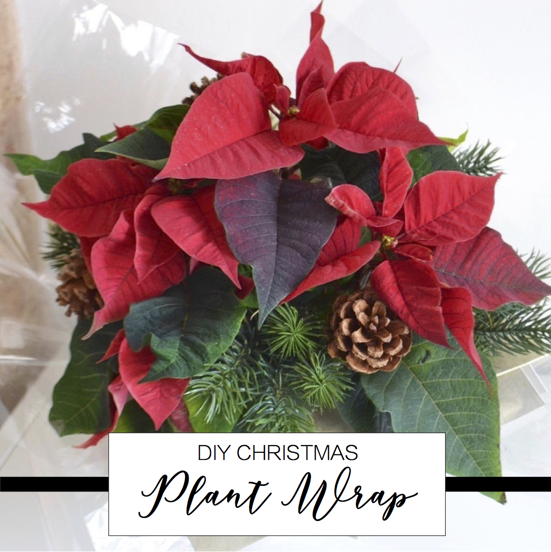 DIY Christmas Festive Plant Gift The Things She Makes