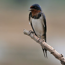 Barn Swallow_2011