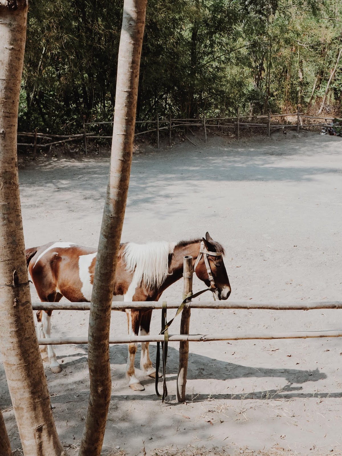 Belajar Berkuda di Bale Kuda Stable Yogyakarta ...