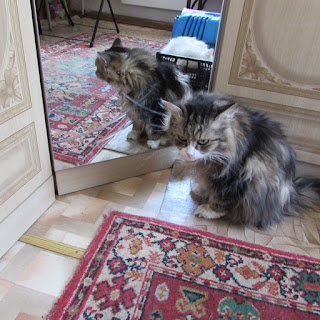 Блог Кота Васьки Том и зеркало