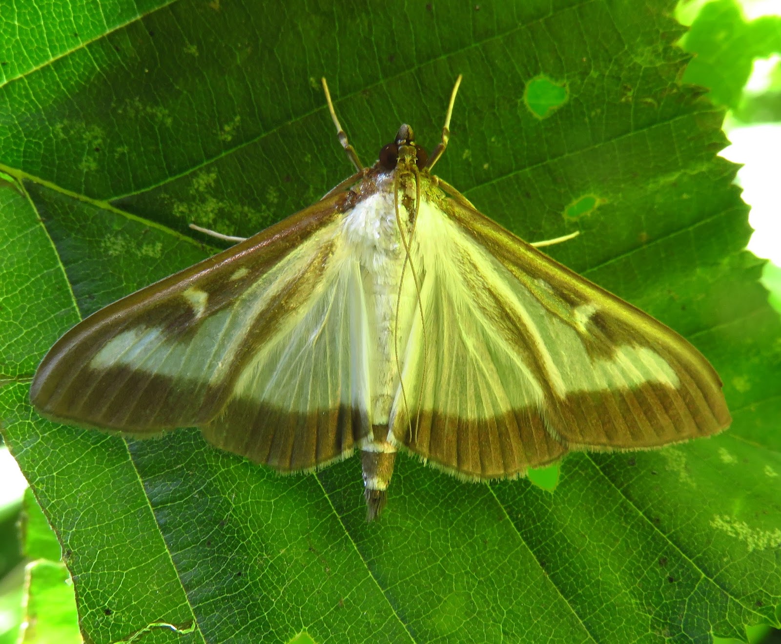 Hereford And Worcester Moths Box Tree Moth My XXX Hot Girl