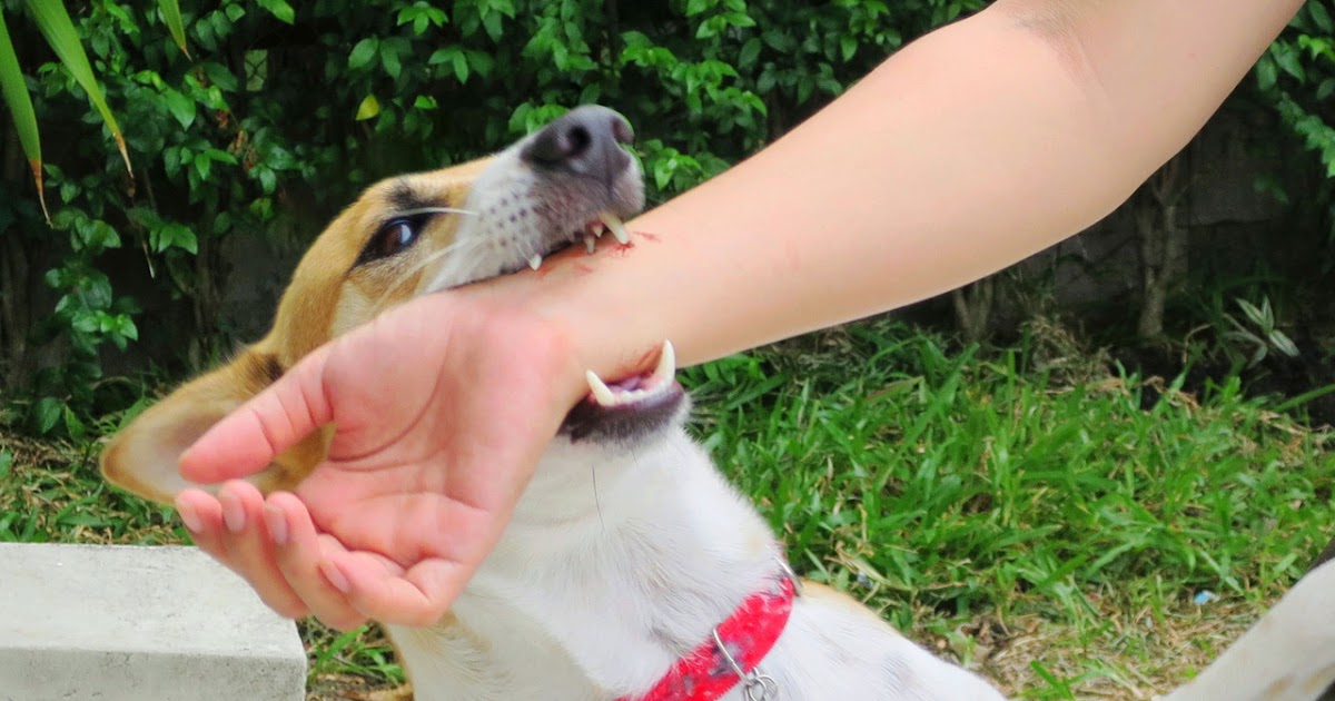 Der Postillon Fest in Spaziergänger verbissener Hund will nur spielen