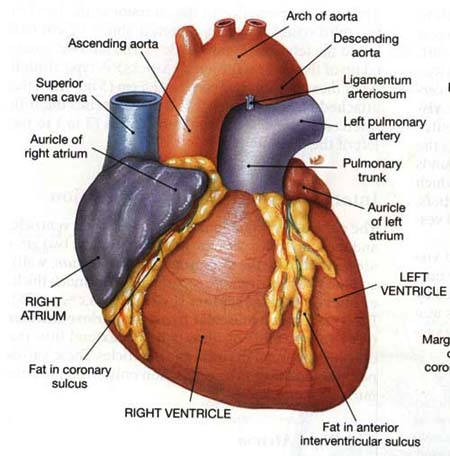 Human Heart Diagram Labeled. heart diagram labeled. human