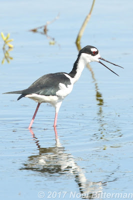Black-necked Stilt