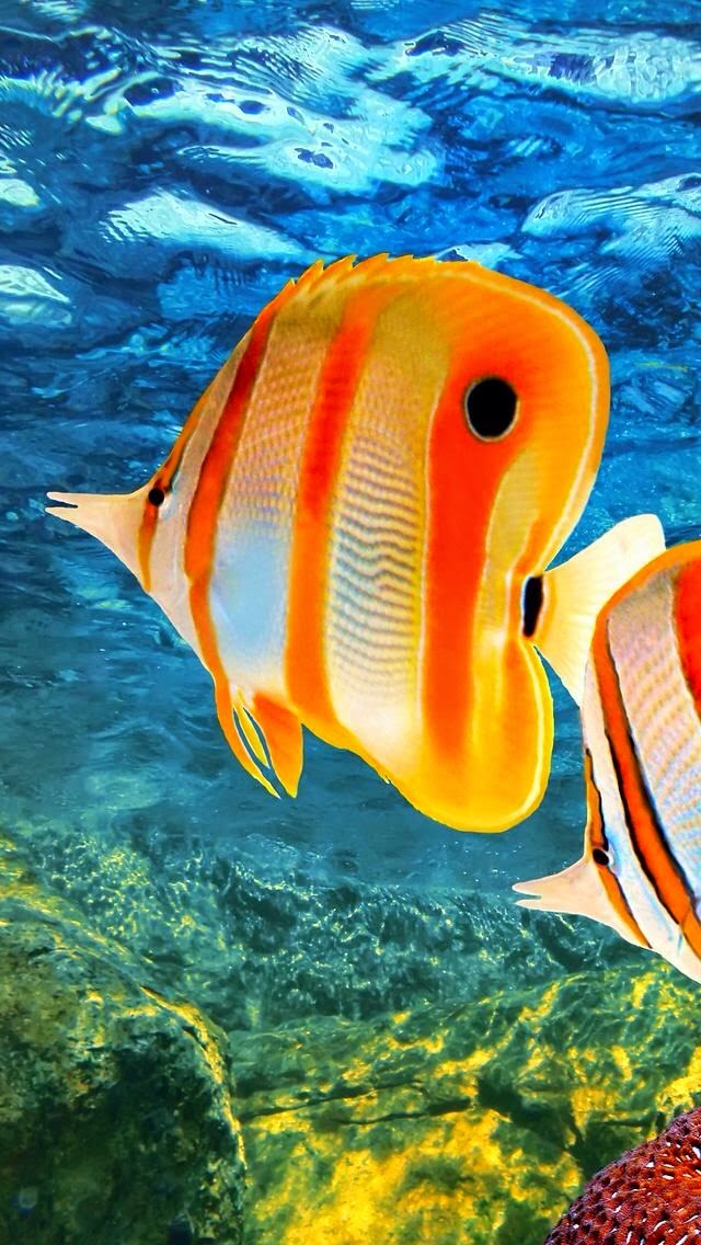 Tropical Fish in Australia.* 