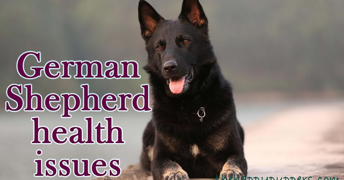 German Shepherd Health Issues 21 Diseases You Must Be Aware Of The Happy Puppers