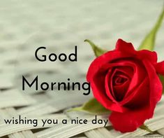 good morning rose images