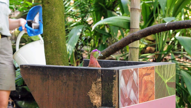 Sydney's Taronga Zoo images: green and purple bird