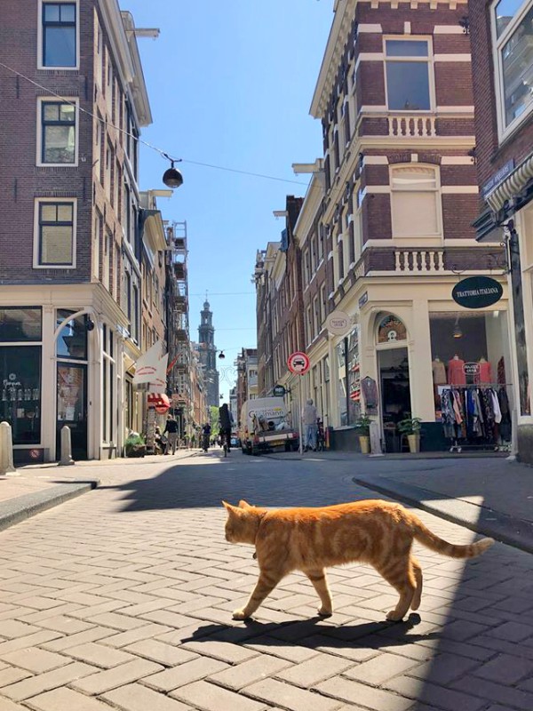 Cat from Amsterdam Traveling Cats Travel Pictures of Cats