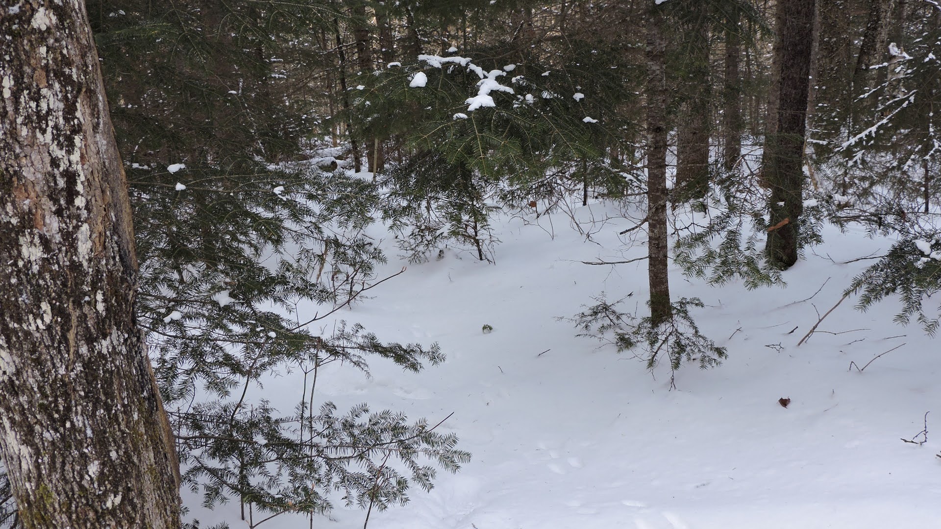 Le lapin ou lièvre d'empreintes de pas dans la neige, les pistes de lapin  sont l'un des plus couramment observés après la neige. Les Lapins aussi ont  des petits orteils ronde et