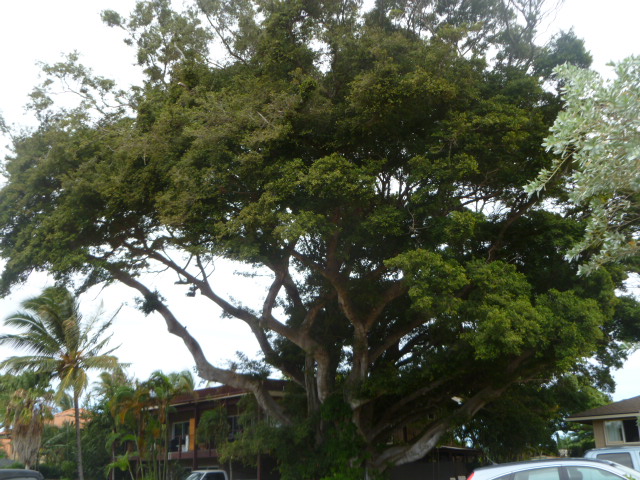 Noel S Garden Blog February 2018