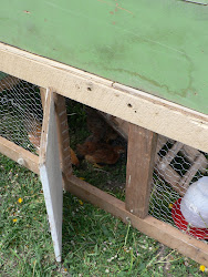 chicken coop diy easy super simple wood ramp dyi