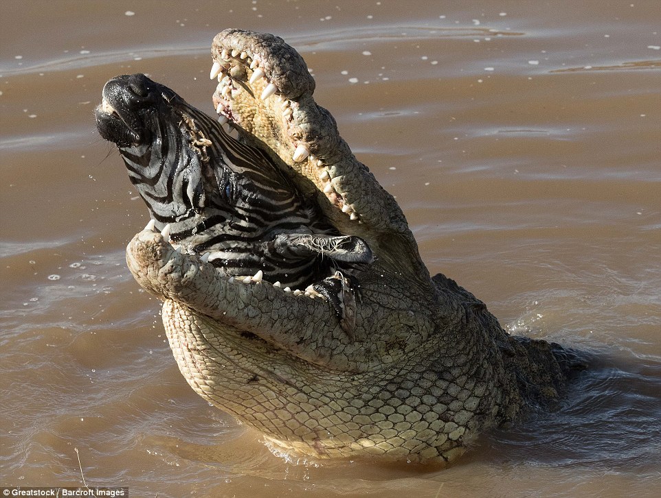 Крокодилы в соленой воде. Гребнистый крокодил. Крокодил плавает. Крокодил в воде. Крокодил плывет.