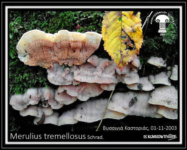 Merulius tremellοsus Schrad.