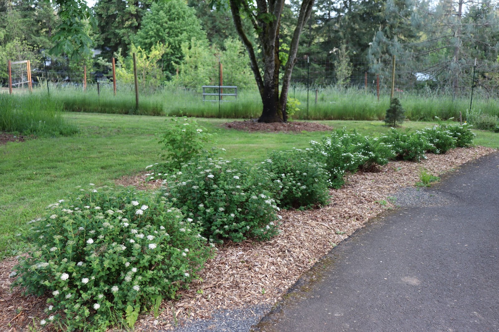 36 Best Shrubs That Flower Images Shrubs Garden Landscape