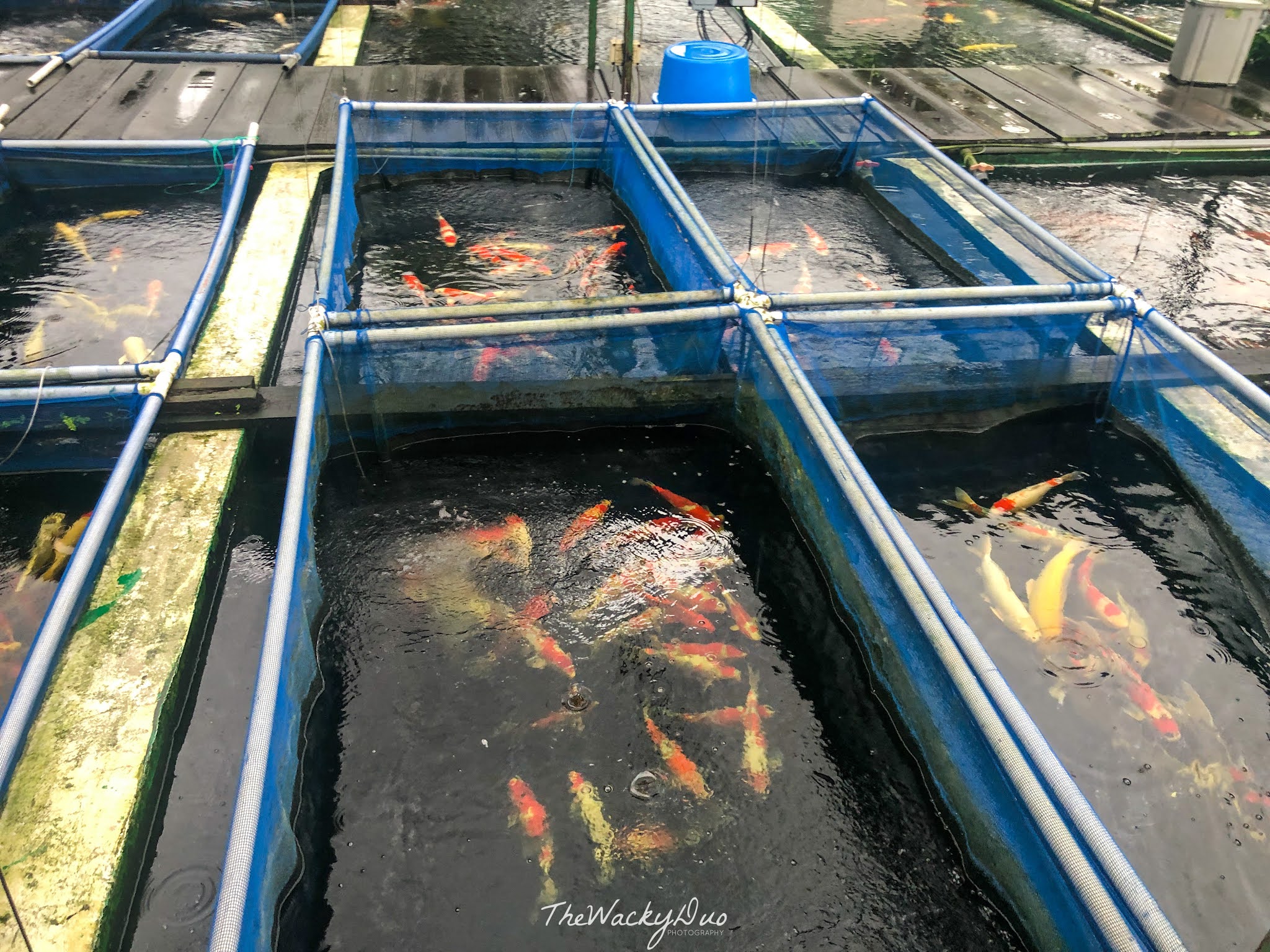 Marugen Koi Farm Review Afforable Japanese Koi in Singapore Singapore