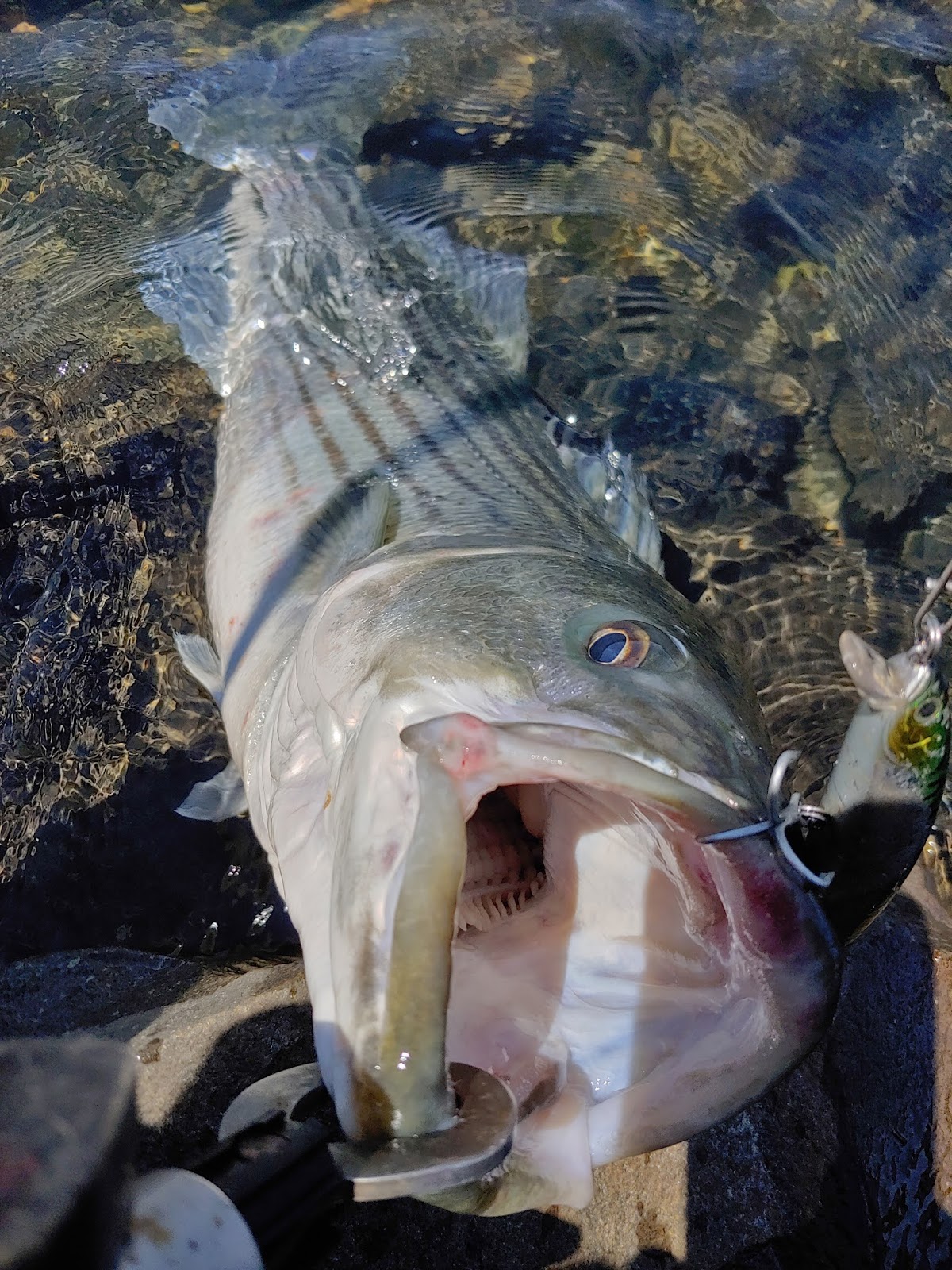 Rhode Island Striped Bass Holiday Outlook Slow Striper Fishing from Shore