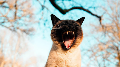 Free HD Wallpaper Roar, Cat, Kitten, Pet
