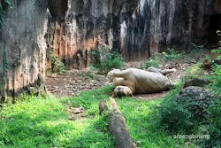 singa afrika kebun binatang ragunan jakarta