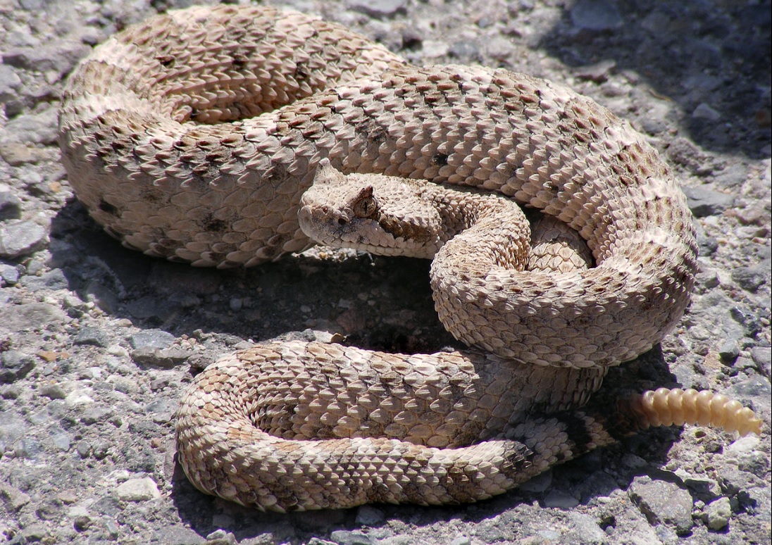 know about kannada and Karnataka Snake names in Kannada with images