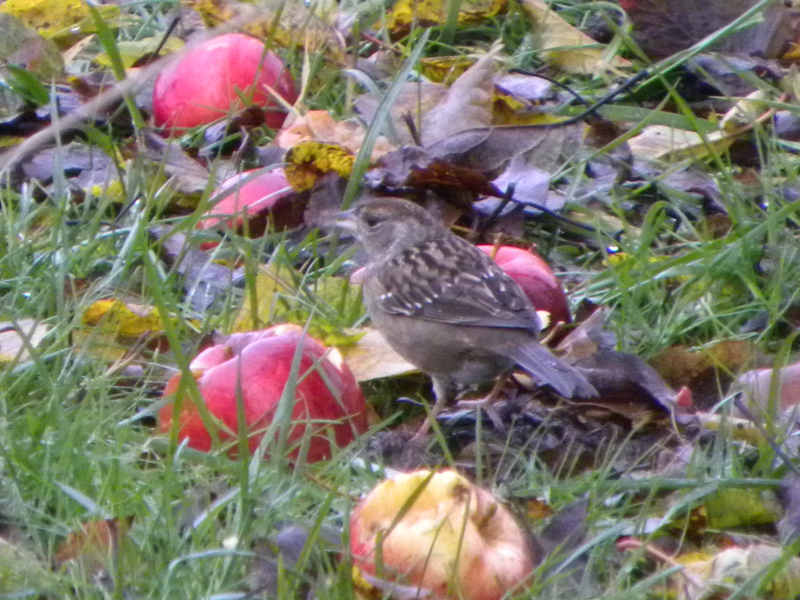 Birds Apple Tree Birds