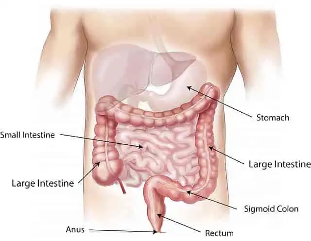 Ayurvedic tips to solve digestive problems