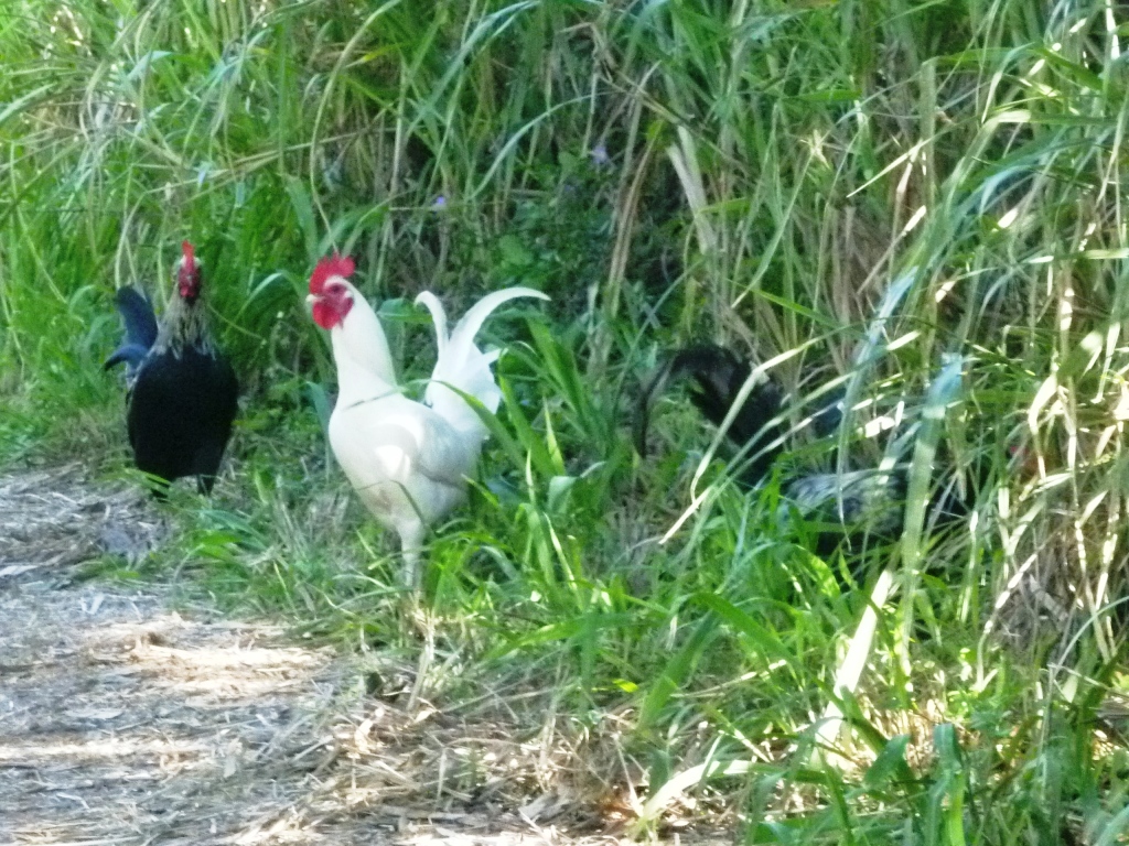 Maui Jungalow Let there be chickens
