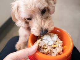 Are rice good for dogs