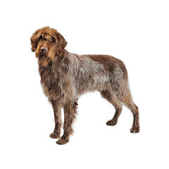 Berbagai Macam Jenis Anjing Di Dunia Jilid Xvi All About Tutorial