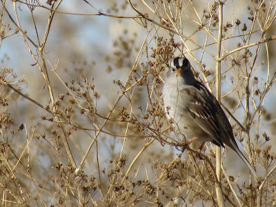 white-crowned sparrow