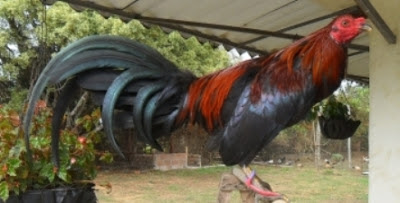 GALLO CABALLO DE GUERRA