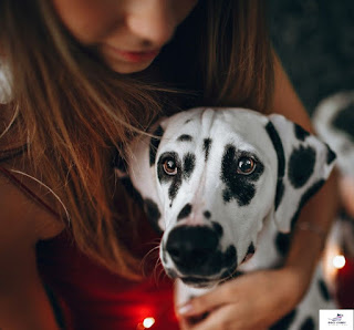 Dalmatian dog breed Characteristic