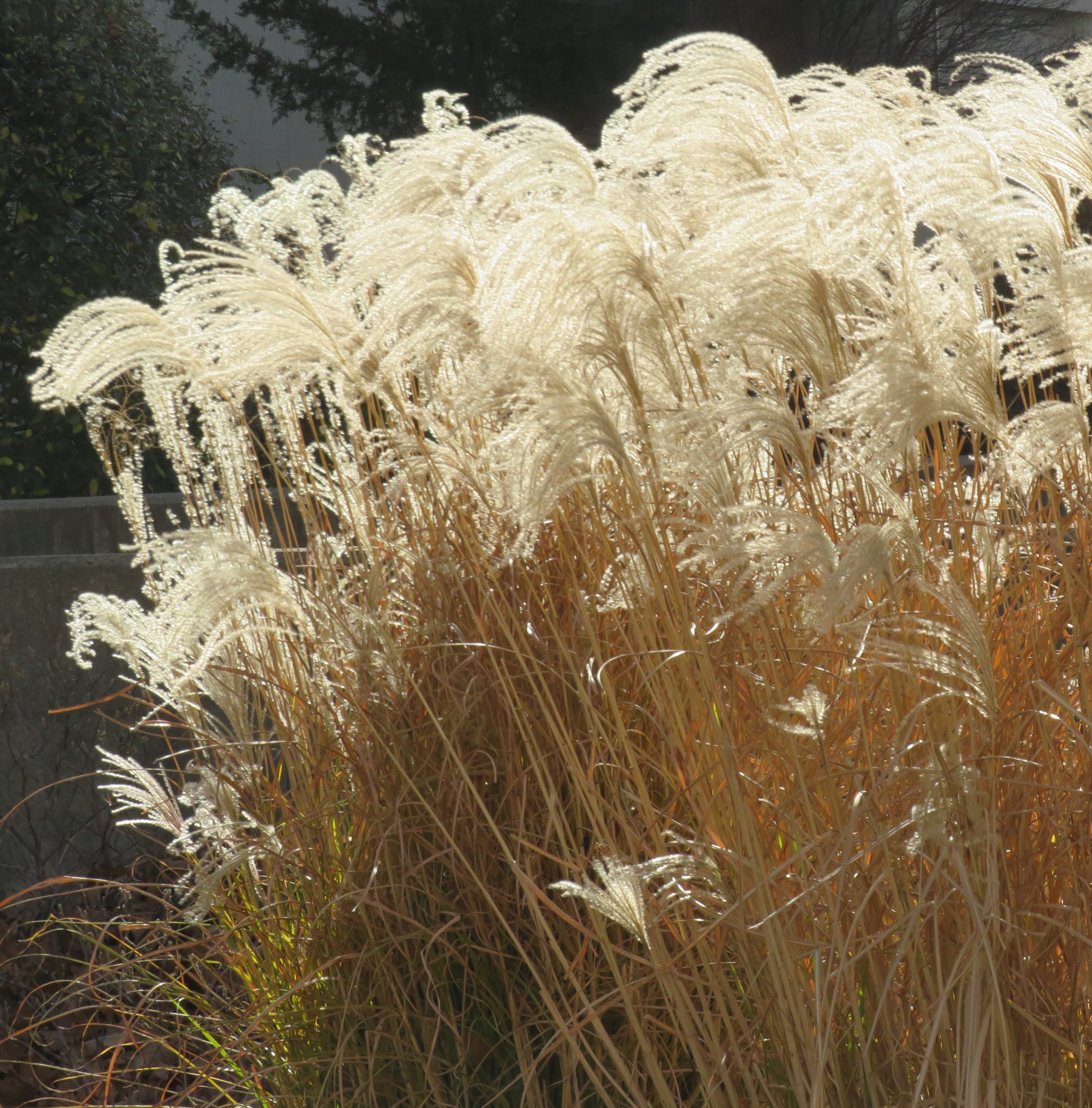 Speedway Daily Photo Pale Gold in Winter