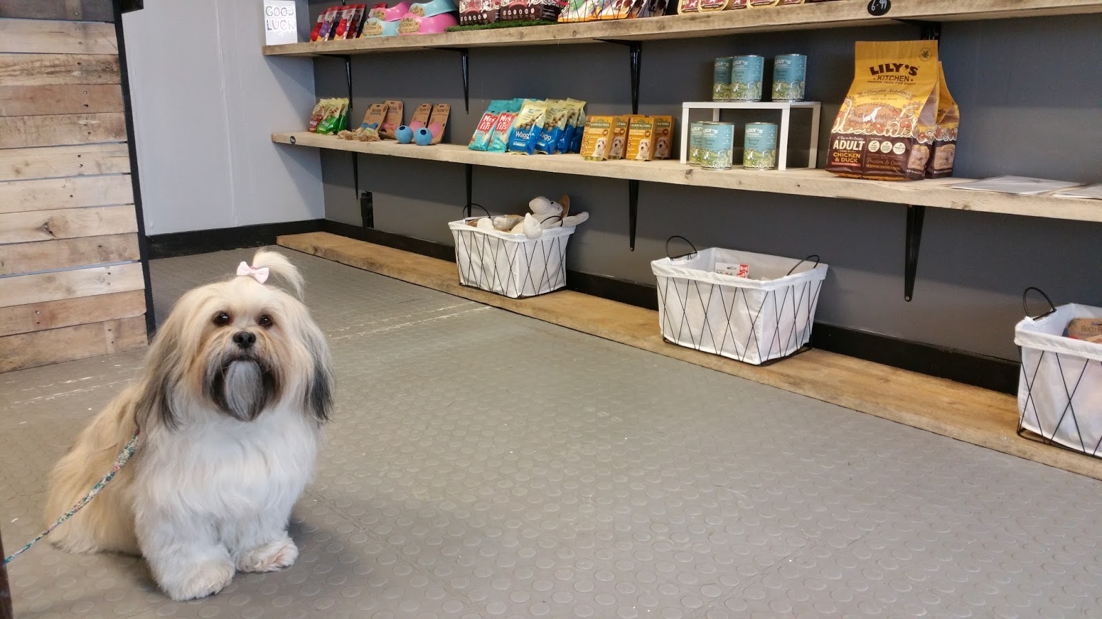 Hounds NewcastleUnderLyme Staffordshire Paws across Britain