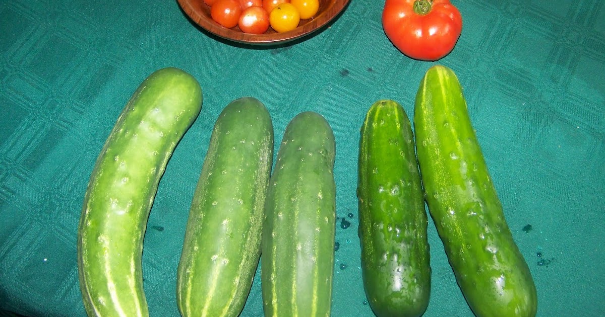 Downeast Yarn Ho When life gives you cucumbers...burp!