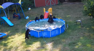orsi in piscina