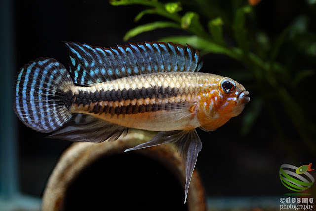 Apistogramma sp. miua